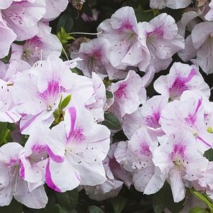 Encore Twist Azalea